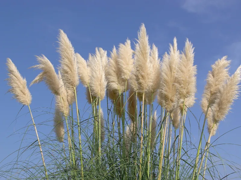 Pampas grass (Cortaderia selloana) in flower