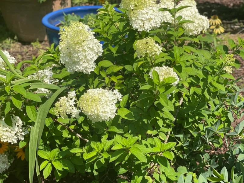 Panicle hydrangea 'Bobo' (Hydrangea paniculata 'Bobo') in flower