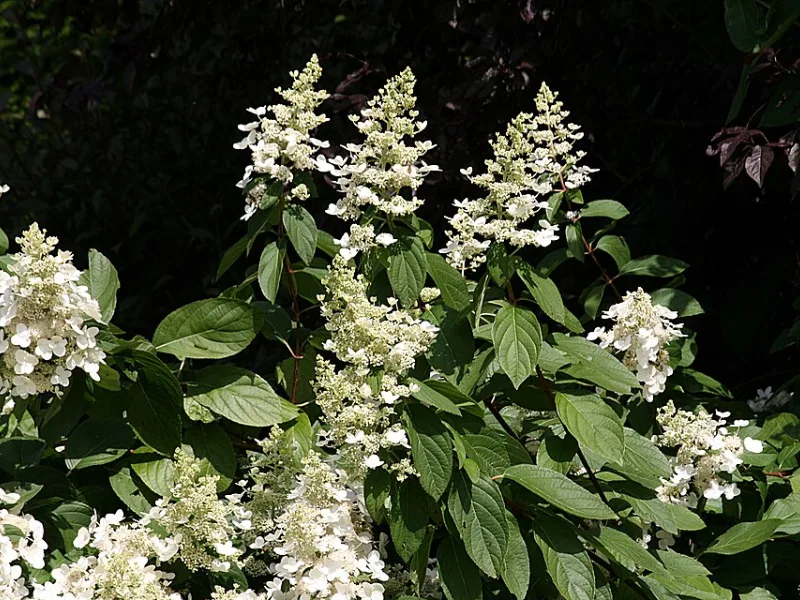 Panicle hydrangea 'Fire Light' (Hydrangea paniculata 'SMHPFL' (Fire Light)) in flower