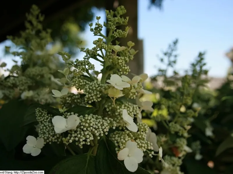 Panicle hydrangea 'Tardiva' (Hydrangea paniculata 'Tardiva') in flower