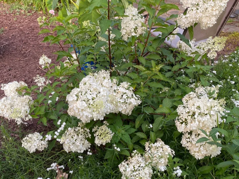 Panicle hydrangea 'Vanilla Strawberry' (Hydrangea paniculata 'Vanilla Strawberry') in flower