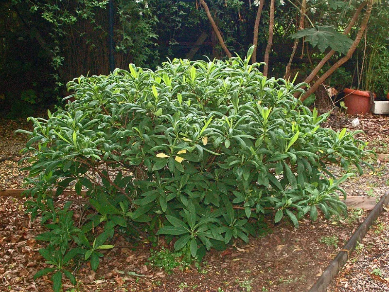Paperbush (Edgeworthia chrysantha) in flower
