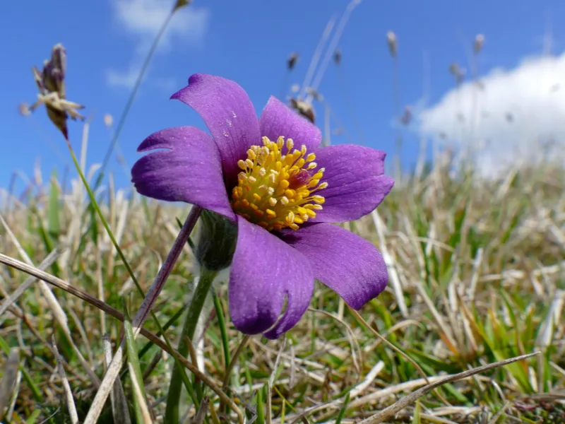 Pasque flower (Pulsatilla vulgaris) in flower