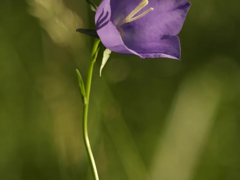 Peach-leaved bellflower (Campanula persicifolia) in flower