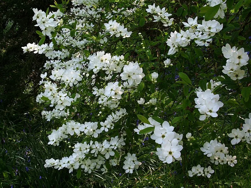 Pearlbush 'The Bride' (Exochorda x macrantha 'The Bride') in flower