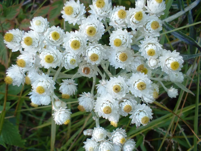 Pearly everlasting (Anaphalis margaritacea) in flower