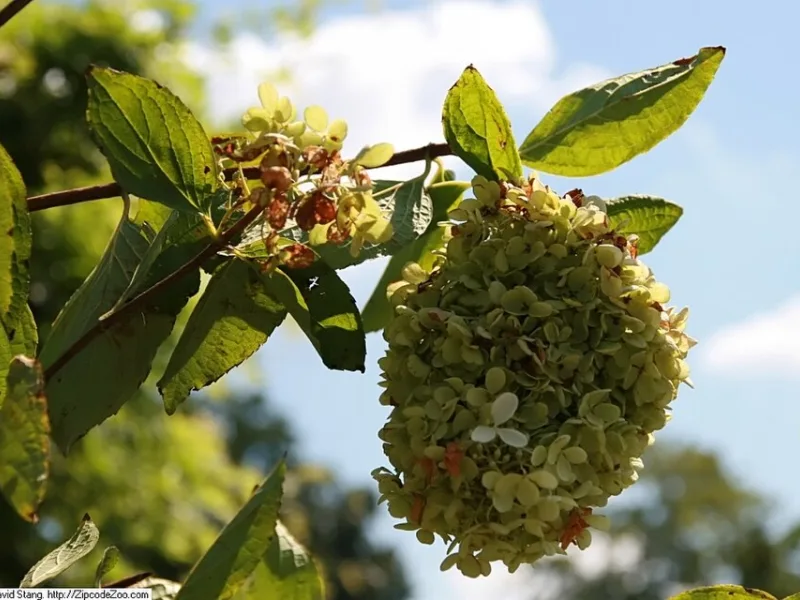 PeeGee hydrangea (Hydrangea paniculata 'Grandiflora') in flower