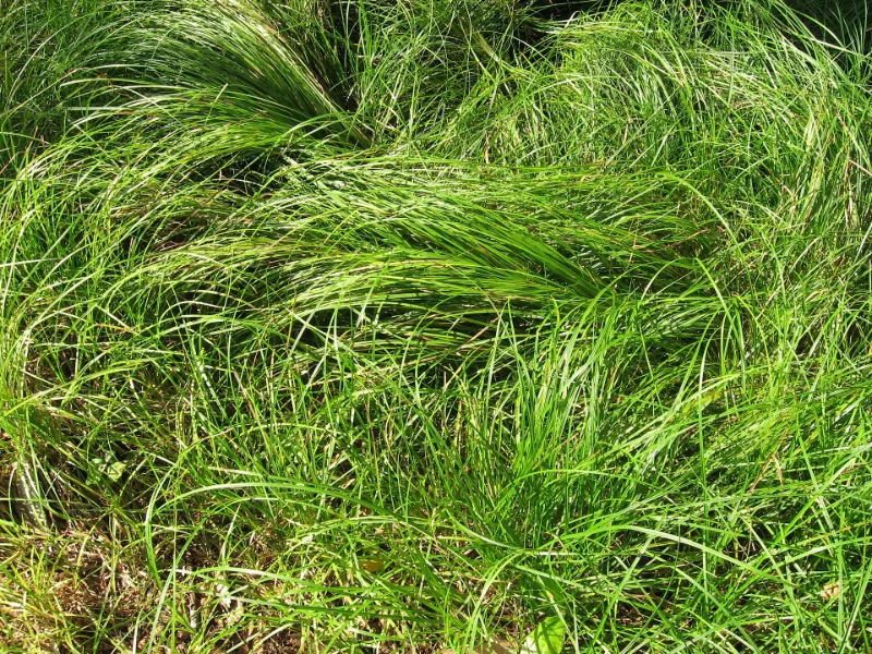 Pennsylvania sedge (Carex pensylvanica)