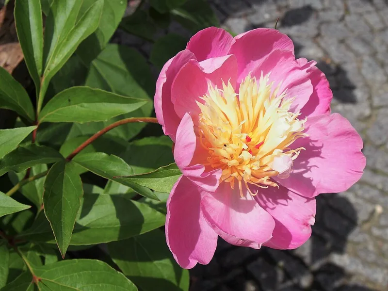 Peony 'Bowl of Beauty' (Paeonia lactiflora 'Bowl of Beauty') in flower