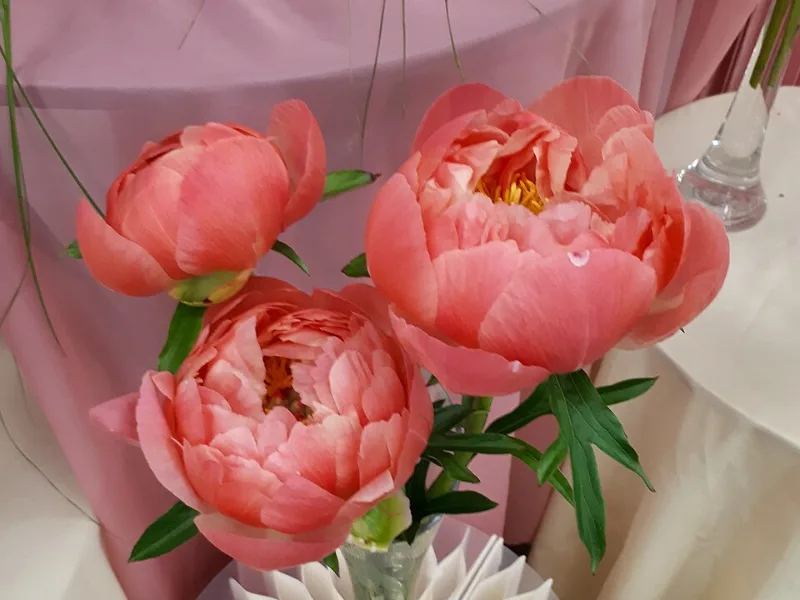 Peony 'Coral Charm' (Paeonia 'Coral Charm') in flower