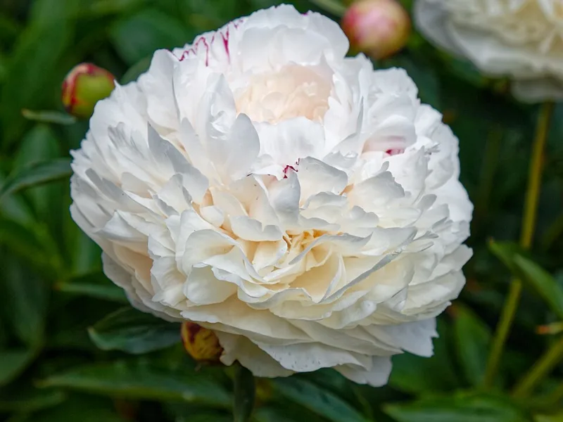 Peony 'Festiva Maxima' (Paeonia lactiflora 'Festiva Maxima') in flower