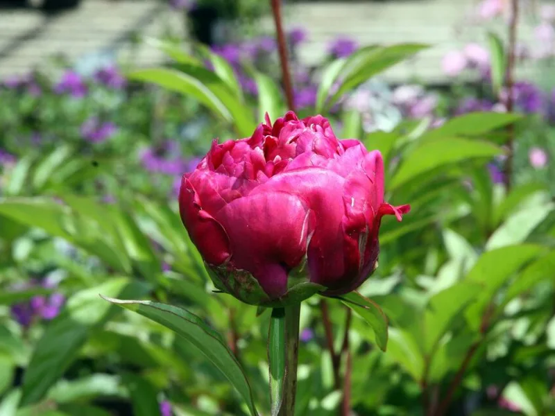 Peony 'Karl Rosenfield' (Paeonia lactiflora 'Karl Rosenfield') in flower