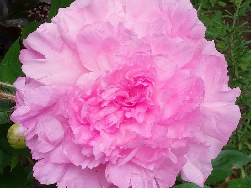 Peony 'Sarah Bernhardt' (Paeonia lactiflora 'Sarah Bernhardt') in flower