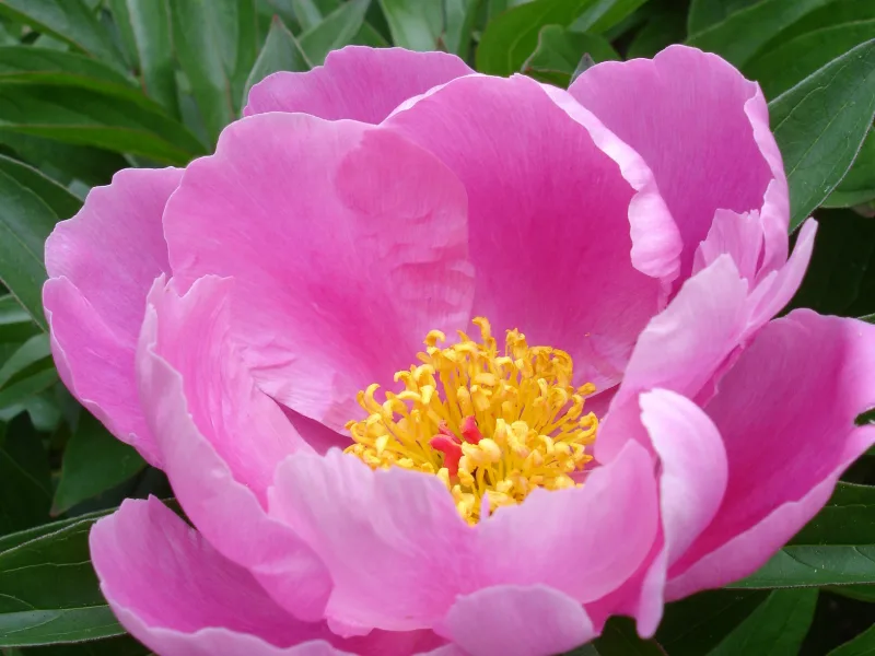 Peony (Paeonia lactiflora) in flower