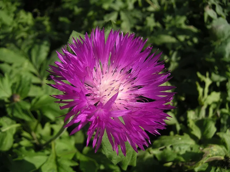 Persian cornflower (Centaurea dealbata) in flower