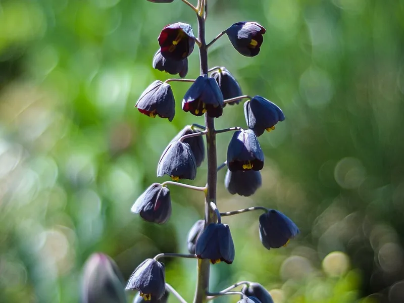 Persian fritillary (Fritillaria persica) in flower