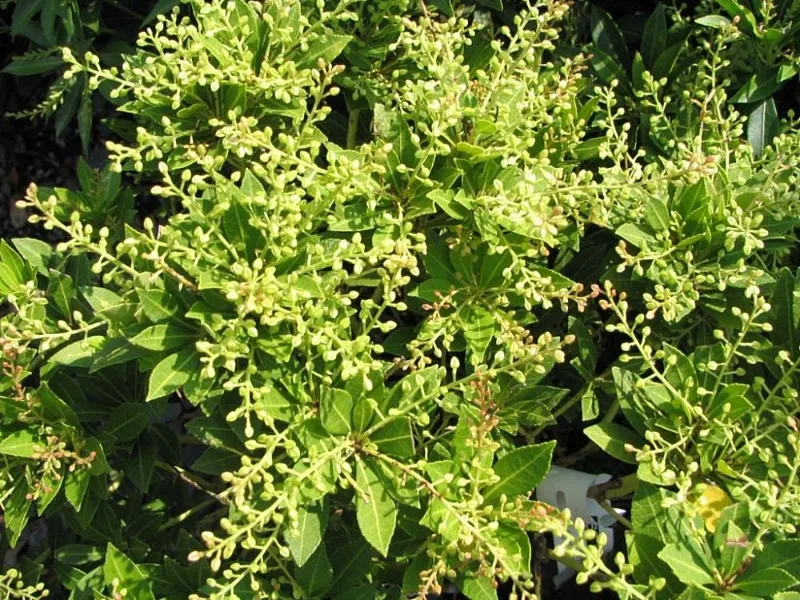 Pieris 'Cavatine' (Pieris japonica 'Cavatine') in flower