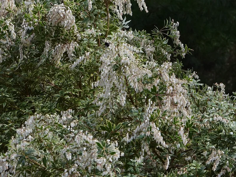 Pieris 'Little Heath' (Pieris japonica 'Little Heath')