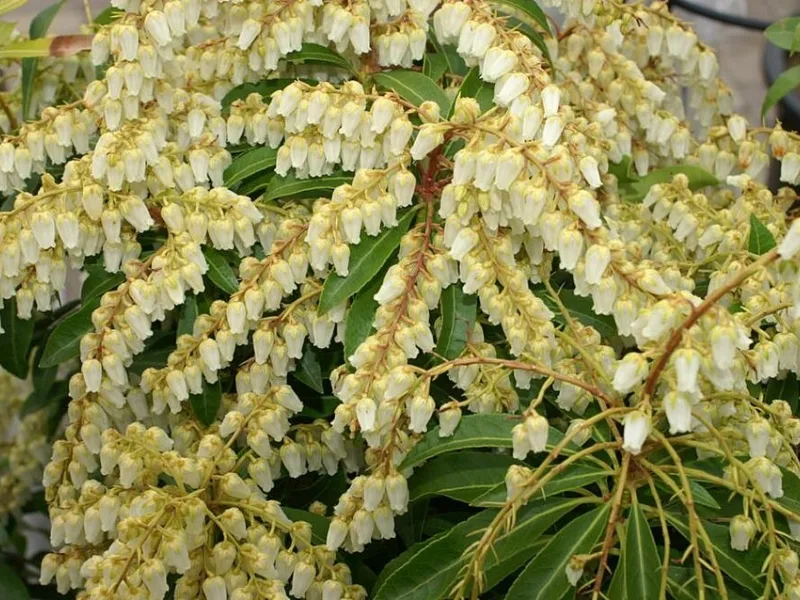 Pieris 'Mountain Fire' (Pieris japonica 'Mountain Fire') in flower