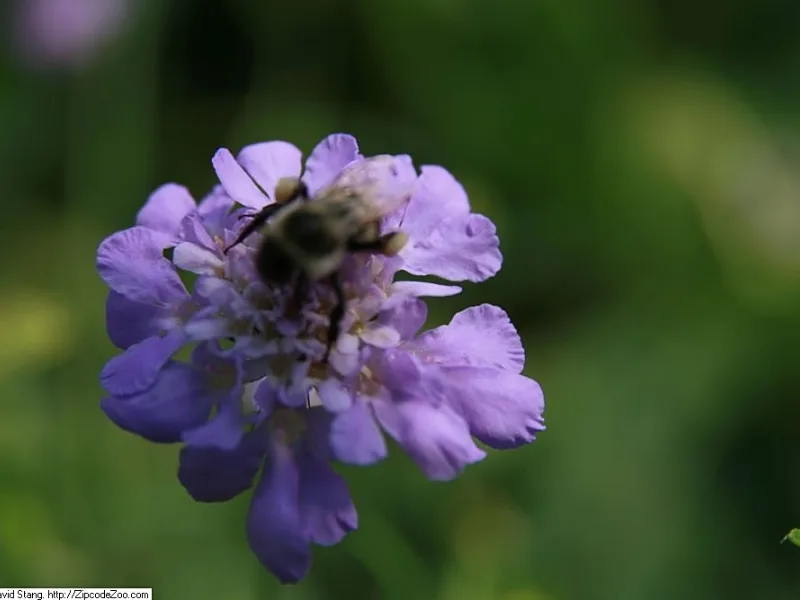 Pincushion flower 'Butterfly Blue' (Scabiosa columbaria 'Butterfly Blue') in flower