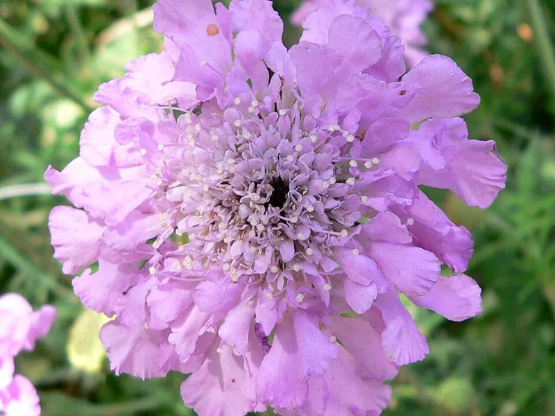 Pincushion flower 'Pink Mist' (Scabiosa columbaria 'Pink Mist') in flower