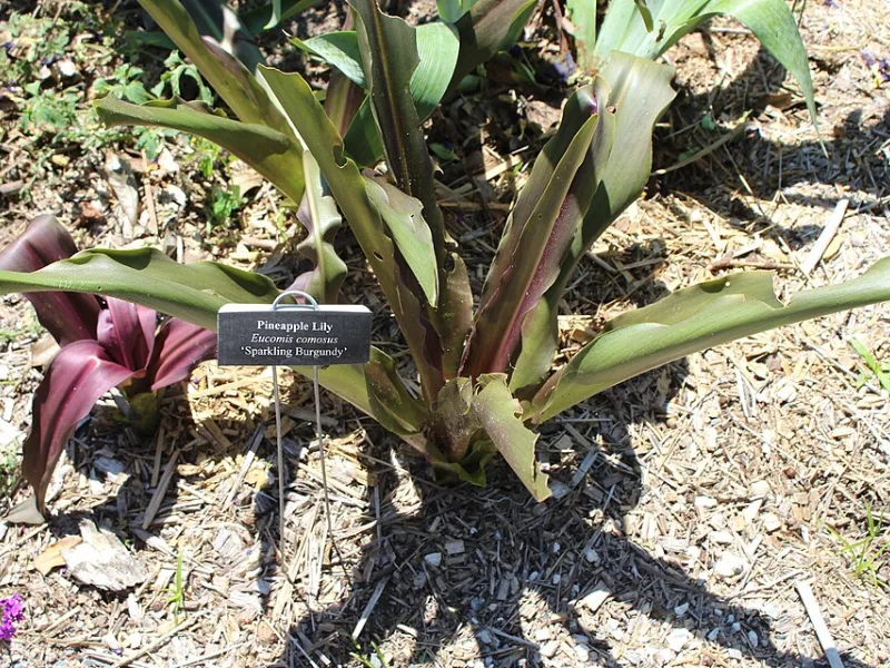 Pineapple lily 'Sparkling Burgundy' (Eucomis comosa 'Sparkling Burgundy') in flower