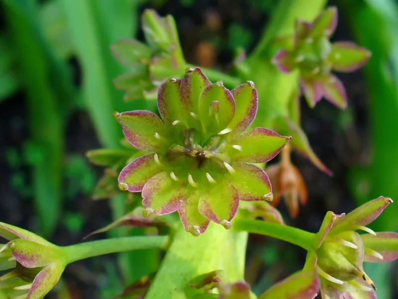 Pineapple lily (Eucomis comosa) in flower