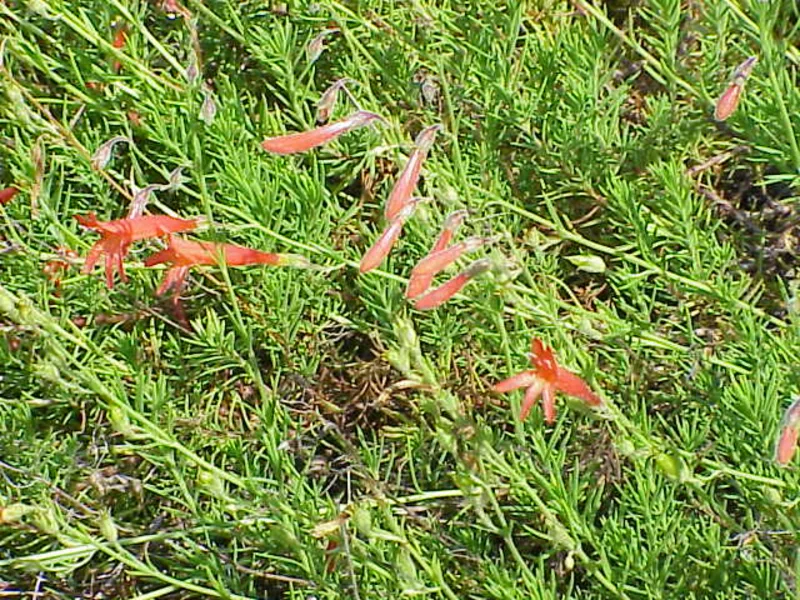 Pineleaf penstemon (Penstemon pinifolius) in flower