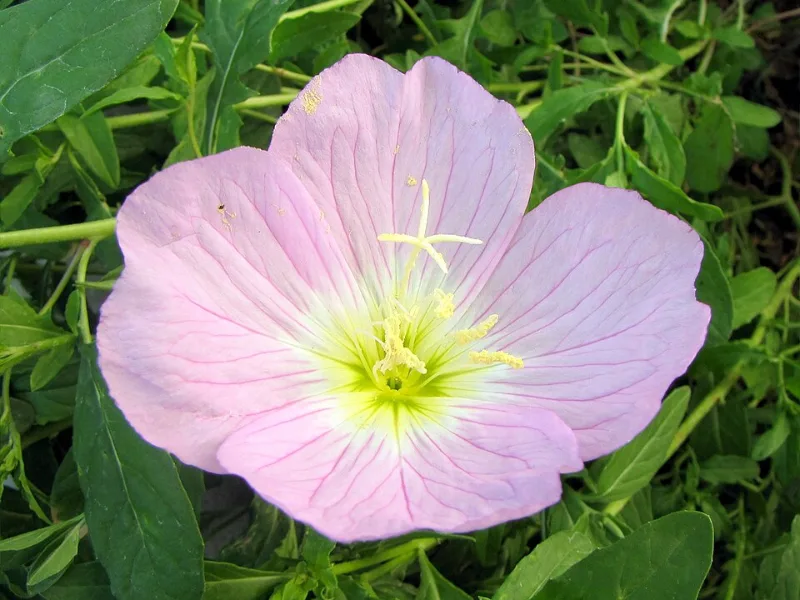 Pink evening primrose (Oenothera speciosa) in flower