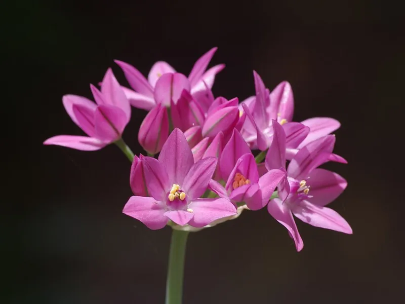 Pink lily leek (Allium oreophilum) in flower