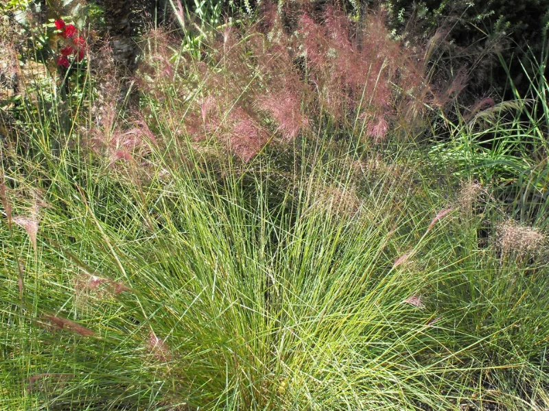 Pink muhly grass (Muhlenbergia capillaris) in flower