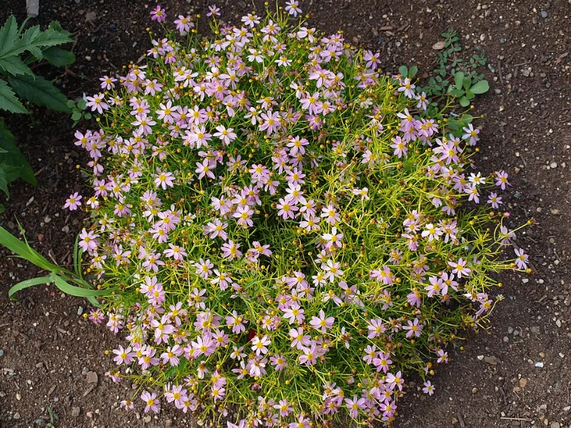 Pink tickseed (Coreopsis rosea) in flower