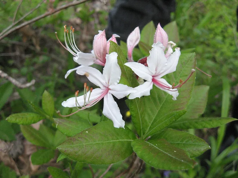Pinxterbloom azalea (Rhododendron periclymenoides) in flower