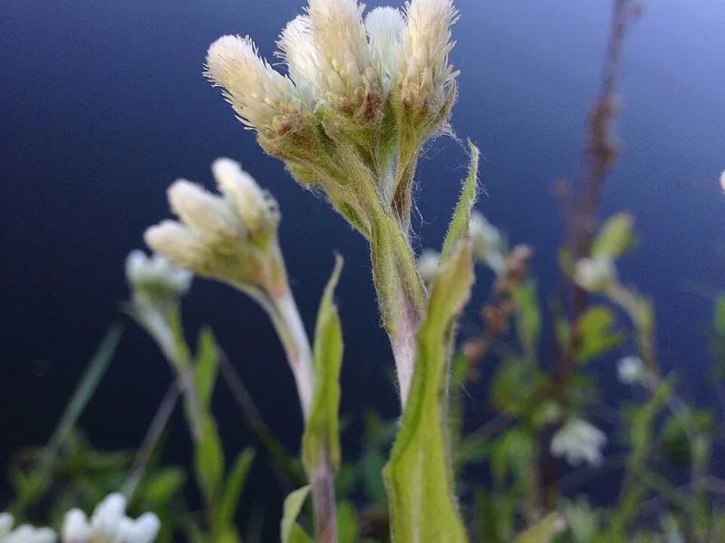 Plantain-leaved pussytoes (Antennaria plantaginifolia)