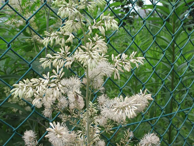 Plume poppy (Macleaya cordata) in flower