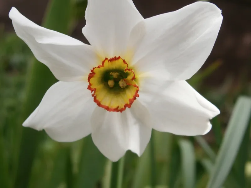 Poet's daffodil (Narcissus poeticus) in flower