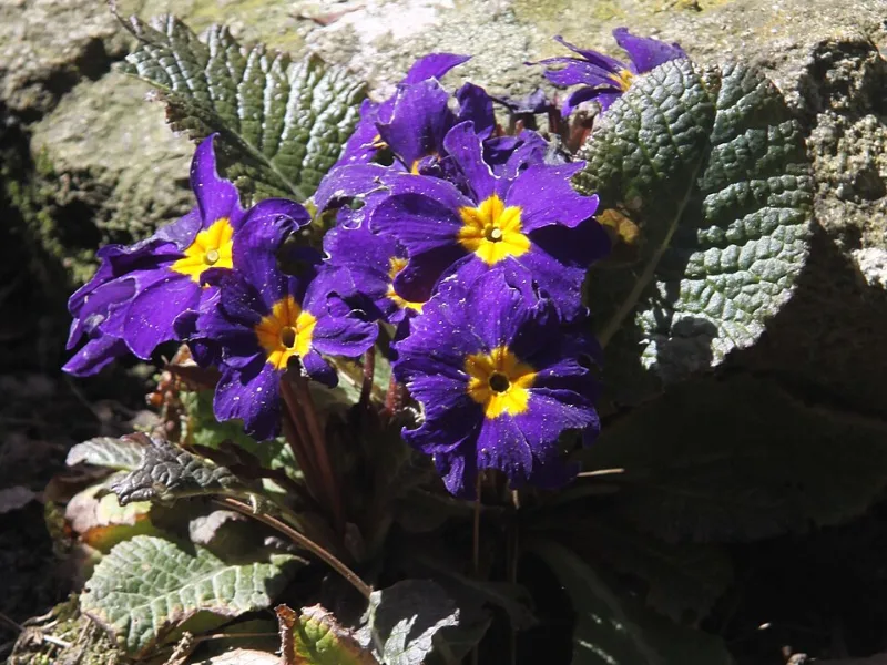 Polyanthus primrose (Primula x polyantha) in flower