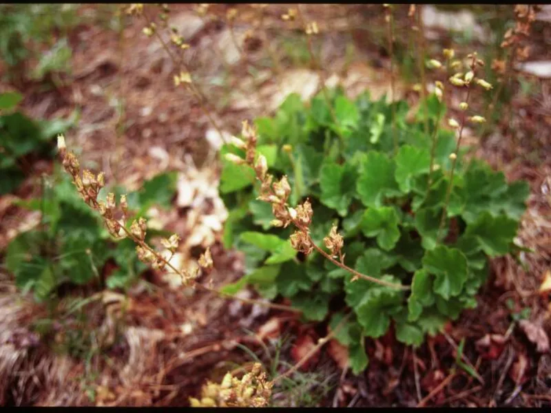 Prairie alumroot (Heuchera richardsonii)