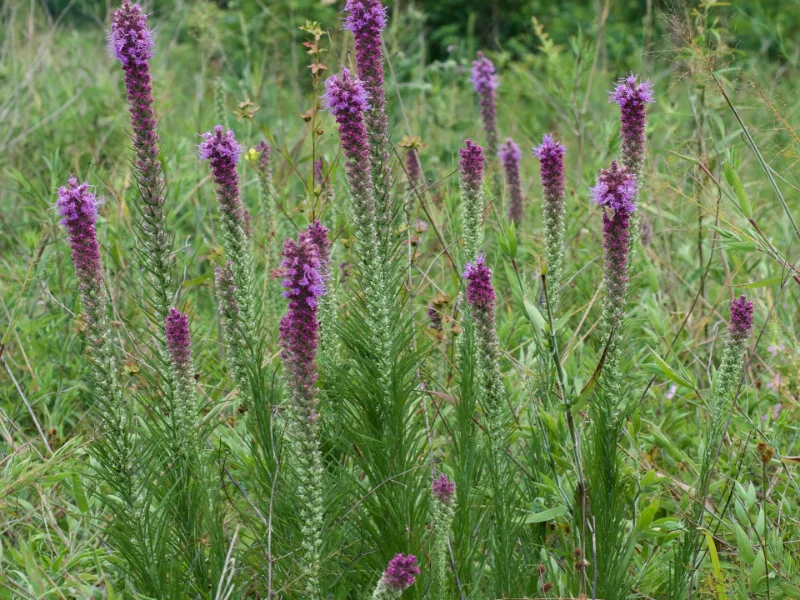 Prairie blazing star (Liatris pycnostachya) in flower