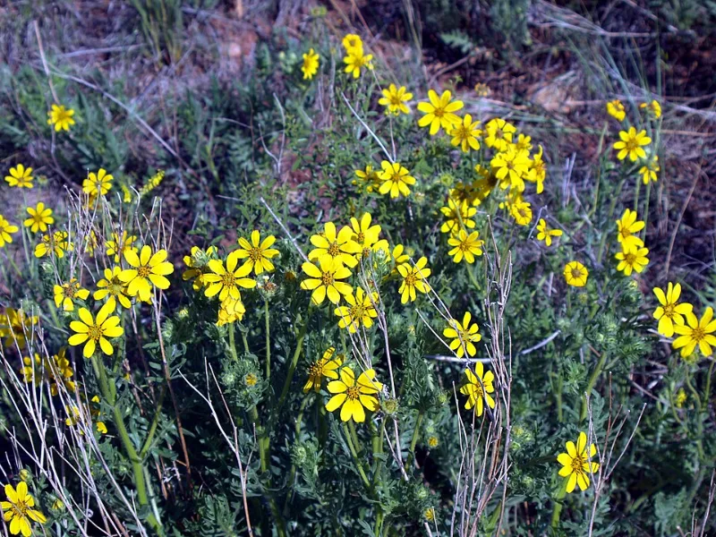 Prairie coreopsis (Coreopsis palmata) in flower