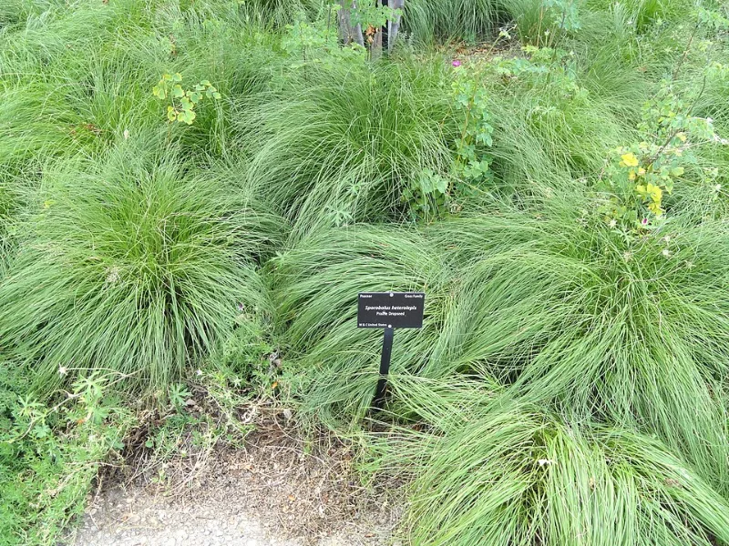 Prairie dropseed 'Tara' (Sporobolus heterolepis 'Tara') in flower