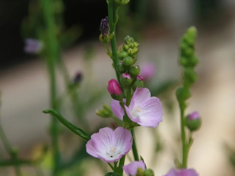 Prairie mallow 'Party Girl' (Sidalcea 'Party Girl') in flower