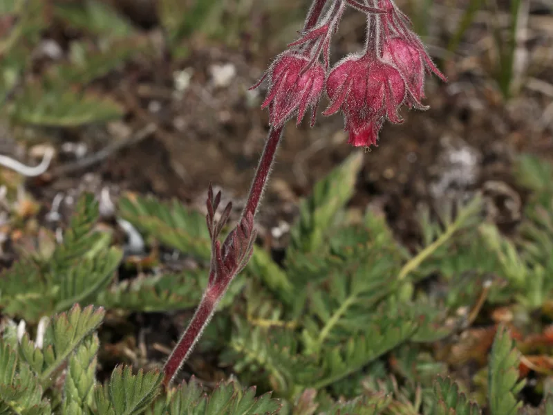 Prairie smoke (Geum triflorum) in flower