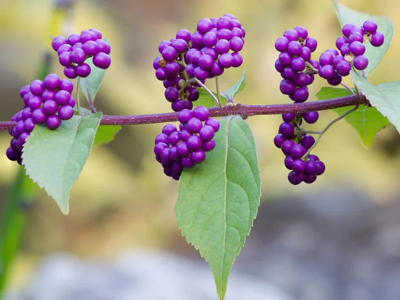 Purple beautyberry (Callicarpa dichotoma) in flower