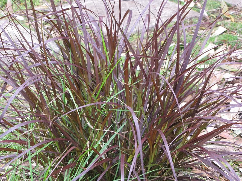 Purple fountain grass (Cenchrus x advena 'Rubrum' (formerly Pennisetum setaceum 'Rubrum')) in flower