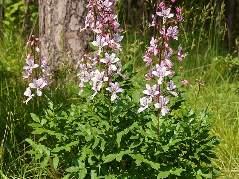 Purple gas plant (Dictamnus albus var. purpureus) in flower