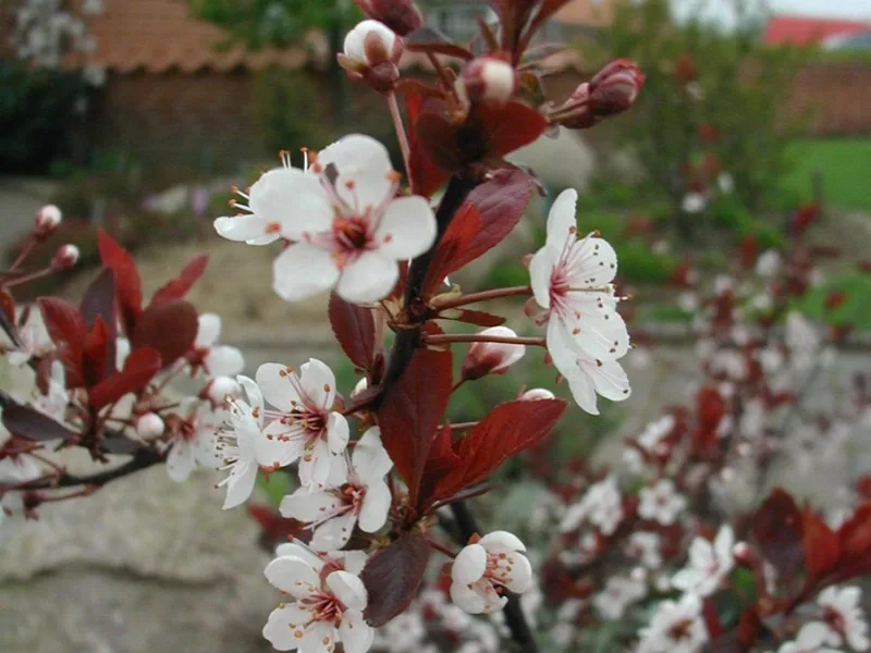 Purple leaf sand cherry (Prunus x cistena) in flower