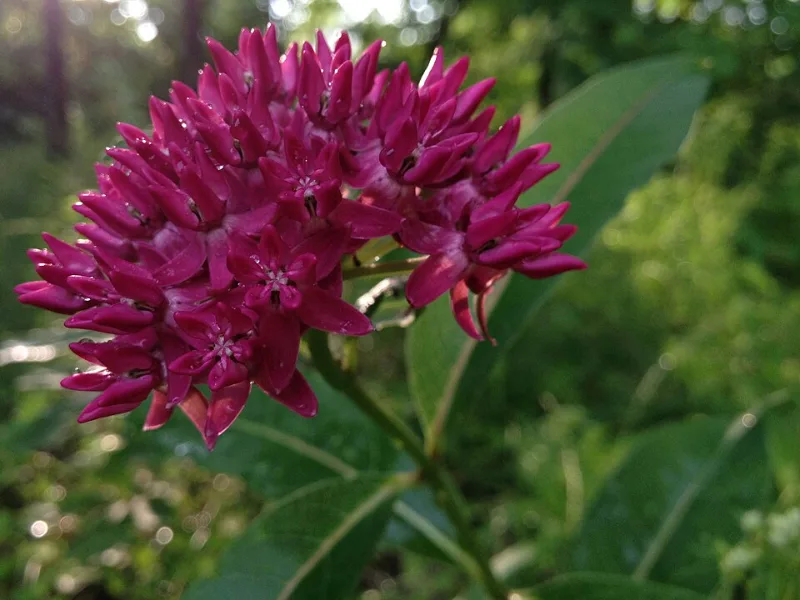 Purple milkweed (Asclepias purpurascens) in flower