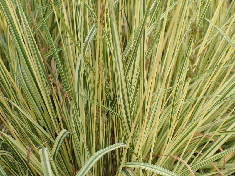 Purple moor grass 'Variegata' (Molinia caerulea 'Variegata') in flower