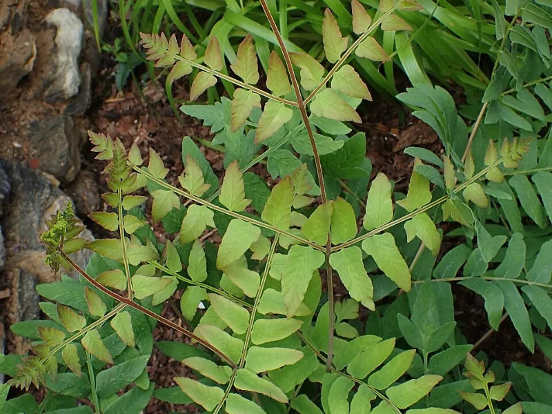 Purple-stemmed royal fern (Osmunda regalis 'Purpurascens')